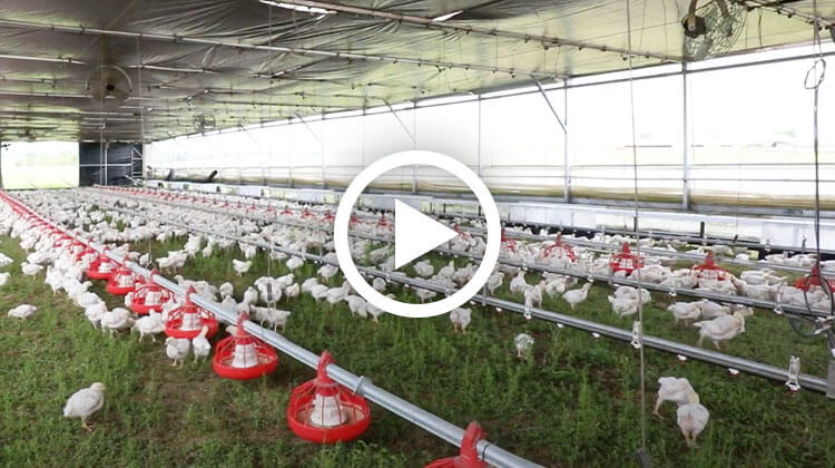 Learn About The Benefits Of Our Pasture-Raised Chicken System