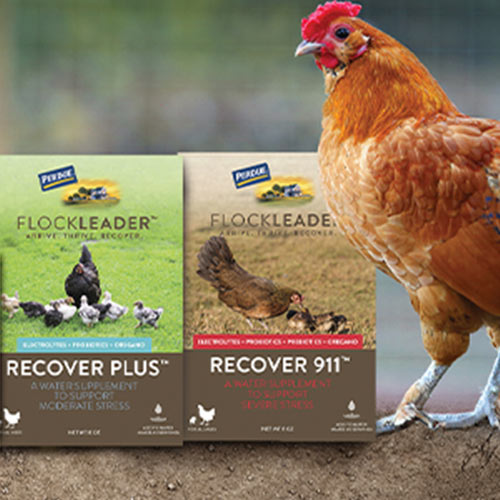 Perdue AgriBusiness Launches FlockLeader™  To Keep Backyard Chickens Healthy