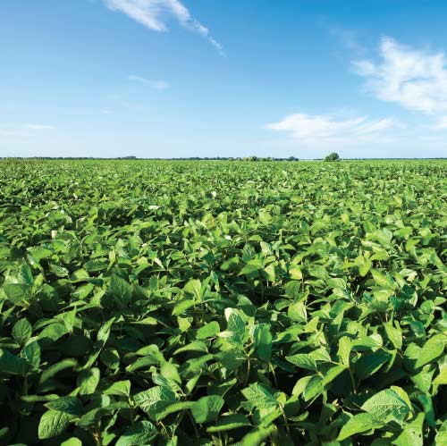 Perdue AgriBusiness Partners With Missouri Soybeans To Offer First Organic High Oleic SOYLEIC® Soybean Contracting Program