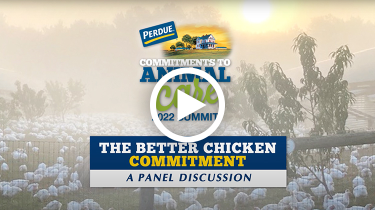 Meeting Demand For The Better Chicken Commitment