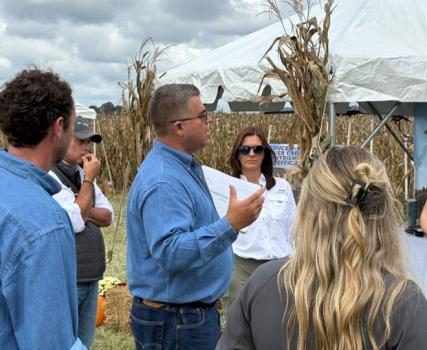 Group of people in blue shirts examining corn stalks at outdoor agricultural setting.