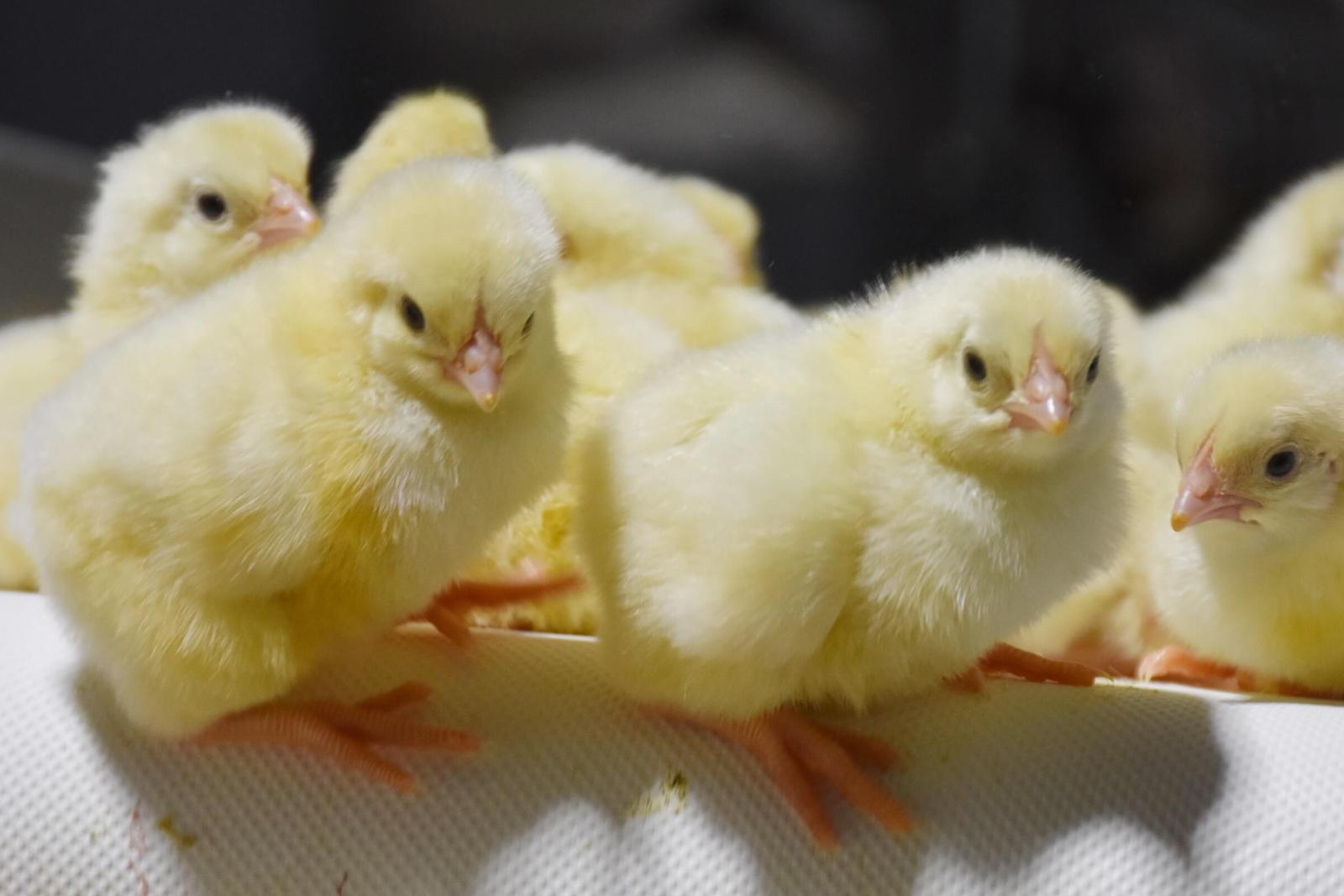 Descriptive alt text for the image