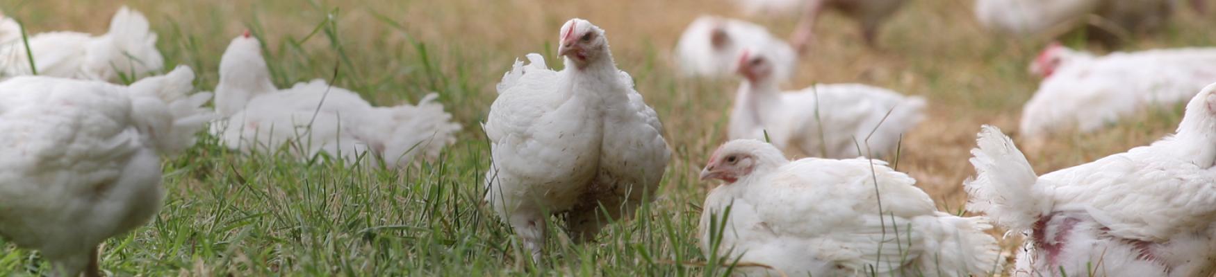 Flock of white chickens on grass