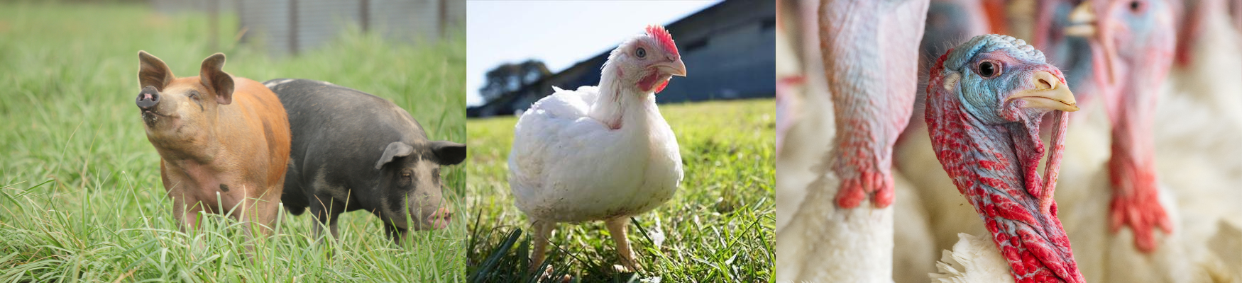 Collage of farm scenes: pig in grass, pouring water, and handling poultry.
