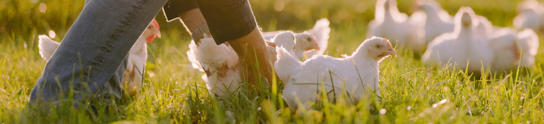 Perdue chickens grazing on grass outdoors