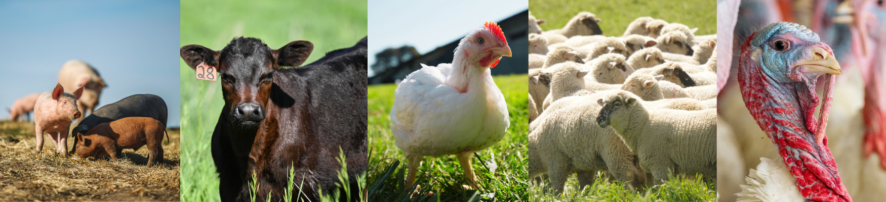 Assorted Perdue poultry products and farm imagery in grid layout