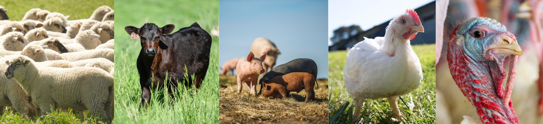 Assorted farm animals including cattle, sheep, and goats in pastoral settings.