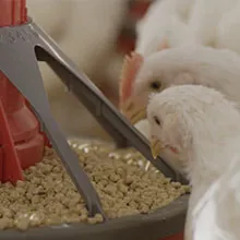 Chickens with feed