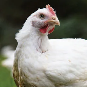 Organic Free Range Chicken