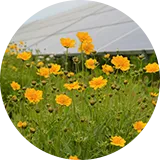 Perdue Solar Panel and Pollinator Habitat