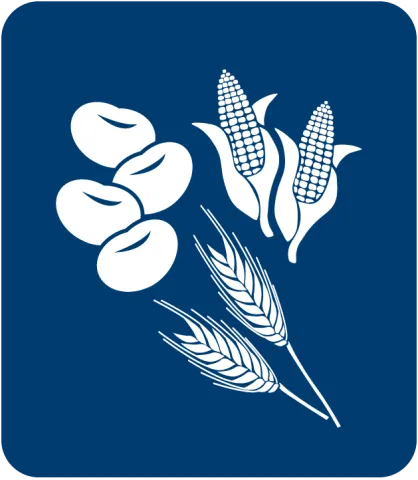 Corn wheat agriculture