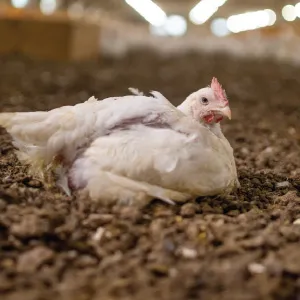 White chicken standing on dirt ground in farm setting