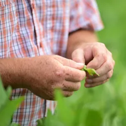 Person holing soy beans