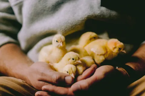 Person holding several yellow chicks in cupped hands