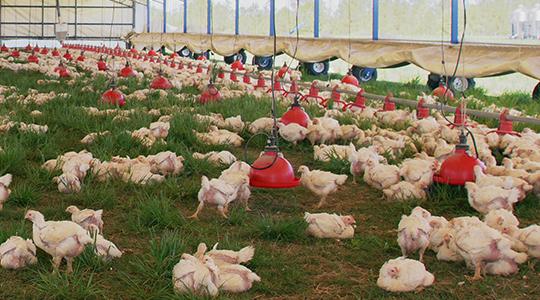 &ldquo;pasture-raised&rdquo; as chickens that spend the majority of their lives physically on pasture